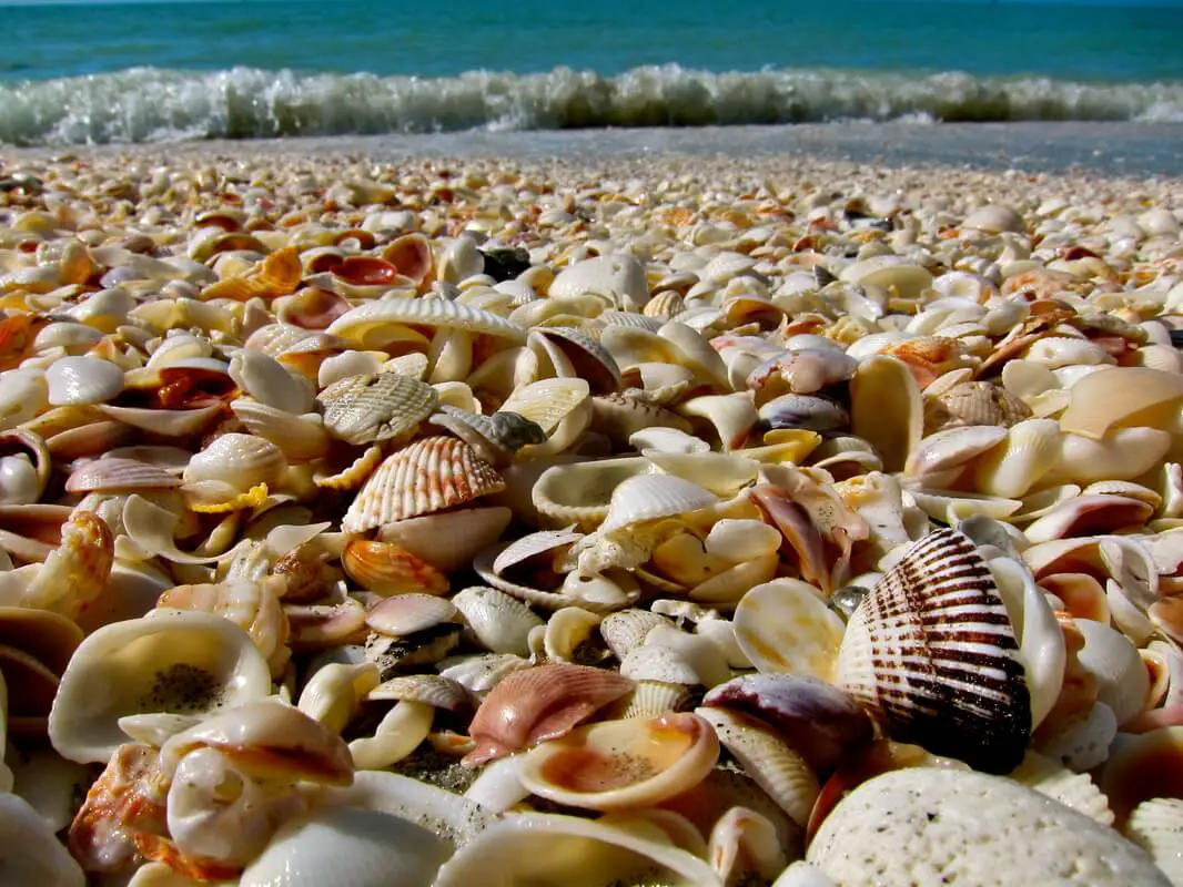 Ultimate Guide to Shelling Tours in Southwest Florida - Vacation Guide to Southwest  Florida