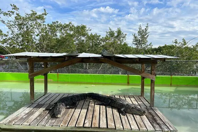 Alligator park at Wooten’s Everglades Airboat 