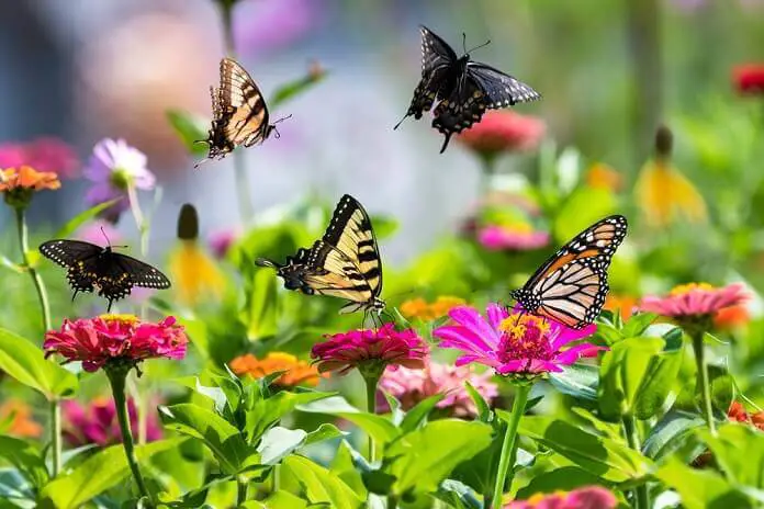 A treasure trove of butterflies feeding in the butterfly garden including yellow swallowtails, a black swallowtail, and a monarch.