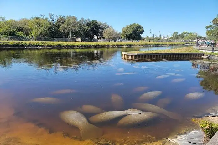 Beautiful animals in the warm and clear water of Manatee Park Fort Myers Florida