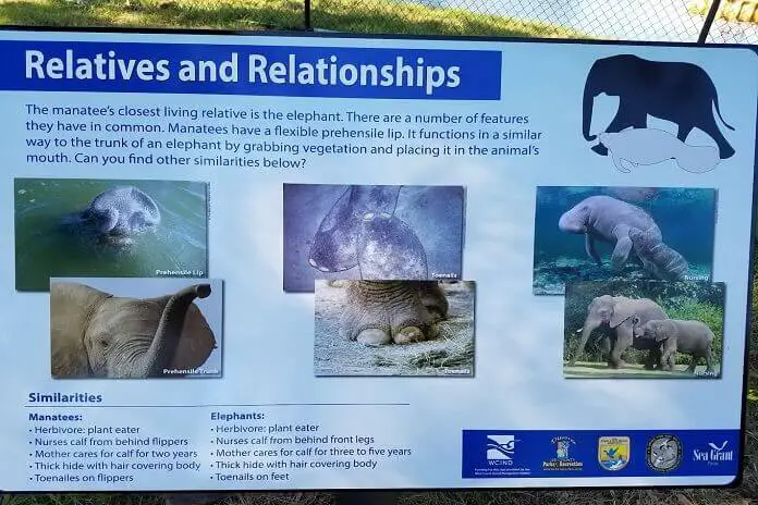 Educational board on manatee parks for public help and guidance