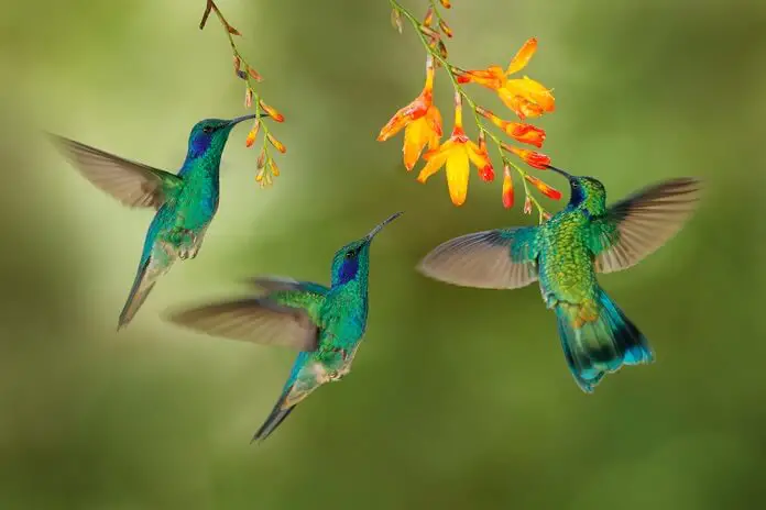 Hummingbird flight. Green Violet-ear, flock group shine birds