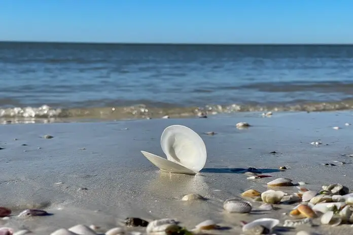 A seashell sitting open on the sand while waves crash